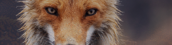 Close-up fox
